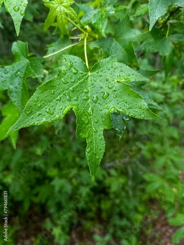 Vertical Shot of a Sweetgum Tree leaf with rain on it 