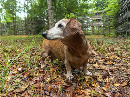Brown Male Miniature Dachshund Dog standing in damp leaves outside 