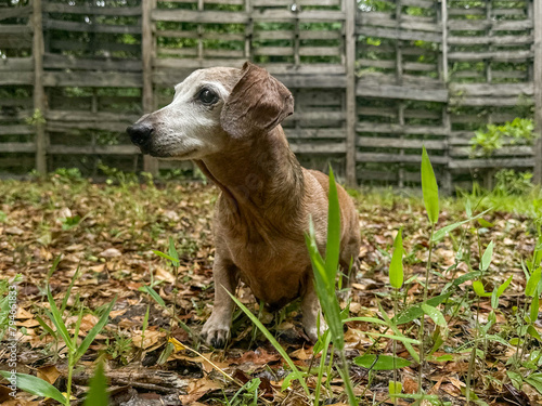 Brown Male Miniature Dachshund Dog standing in damp leaves outside
