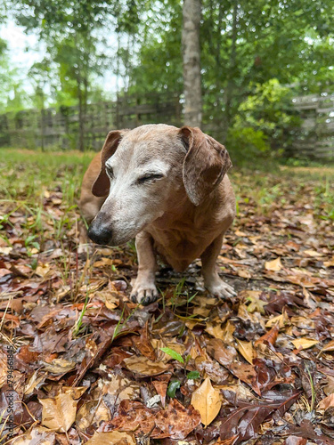 Vertical Photo of a Miniature Male Dachshund Dog standing with his eyes closed in the woods