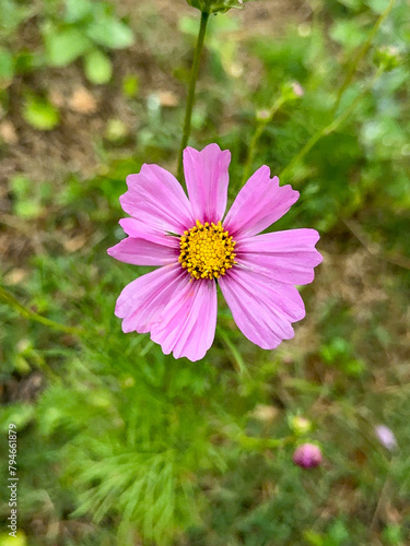 Overhead Shot of a Pink Garden Cosmos Flower growing in a garden 