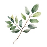 Watercolor eucalyptus branch. Hand drawn illustration.