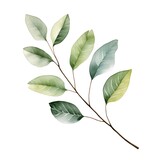 Watercolor branch with leaves isolated on white background. Hand drawn illustration.