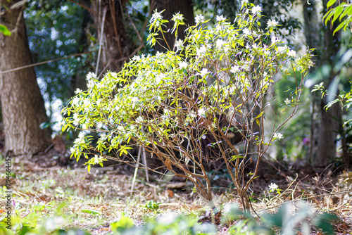 美しいミツマタ（ジンチョウゲ科）の花の木。
Beautiful Oriental paperbush (Edgeworthia chrysantha L., Thymelaeaceae) flowering tree.
 photo