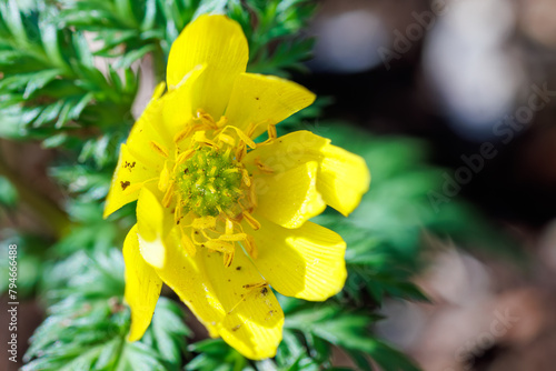 美しいフクジュソウ（キンポウゲ科）の花。
Beautiful Far East Amur adonis (Adonis ramosa, Ranunculaceae) flowers.
 photo