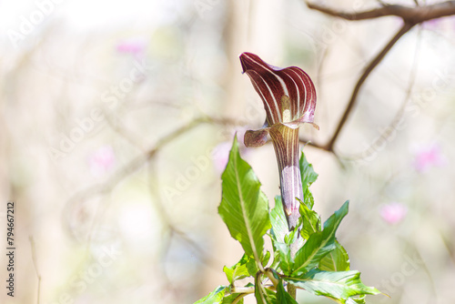 美しいマムシソウ（サトイモ科）の花。
Beautiful Jack in the pulpit (Arisaema serratum, Araceae) flowers.
 photo