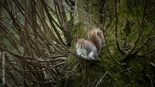 Portrait of Squirrel in the woods.