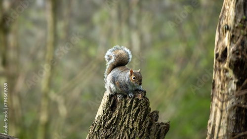 Portrait of Squirrel in the woods.