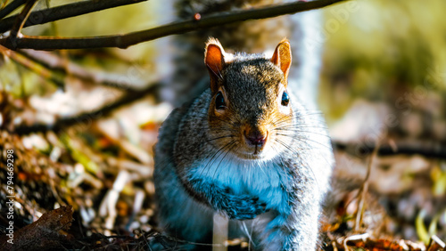 Portrait of Squirrel in the woods.