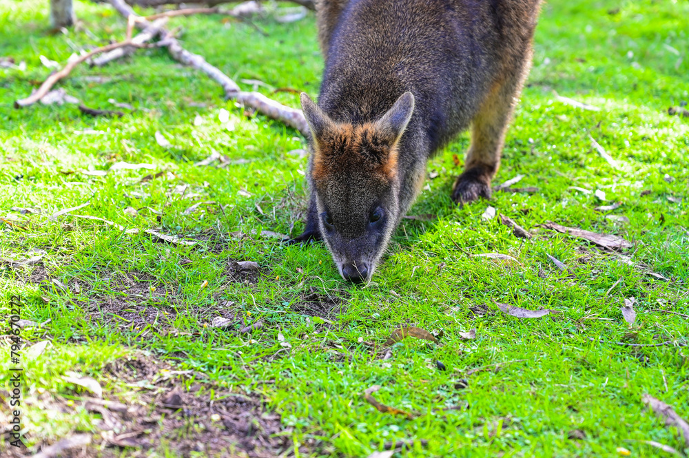 Fototapeta premium Kangaroo on grass, Moonlit sanctuary, Melbourne, Australia