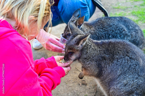 People feeding Kangaroo, Moonlit sanctuary, Melbourne, Australia