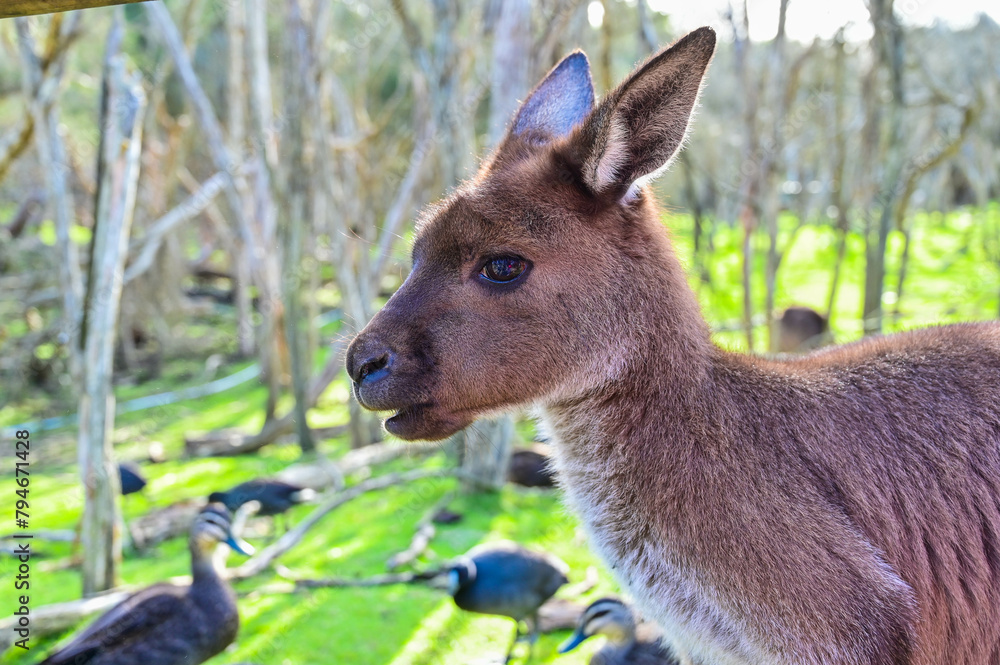 Fototapeta premium Kangaroo on grass, Moonlit sanctuary, Melbourne, Australia