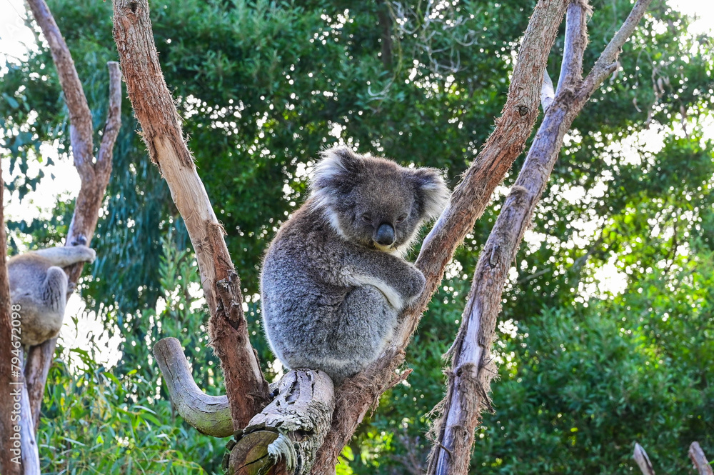 Koala on the tree, Moonlit sanctuary, Melbourne, Australia Koala on the tree, Moonlit sanctuary, Melbourne, Australia