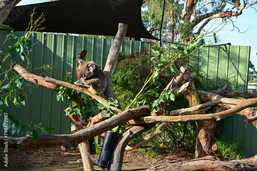 Photography Koala on the tree, Moonlit sanctuary, Melbourne, Australia