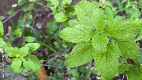 Close-up of Fresh Basil Leaves
