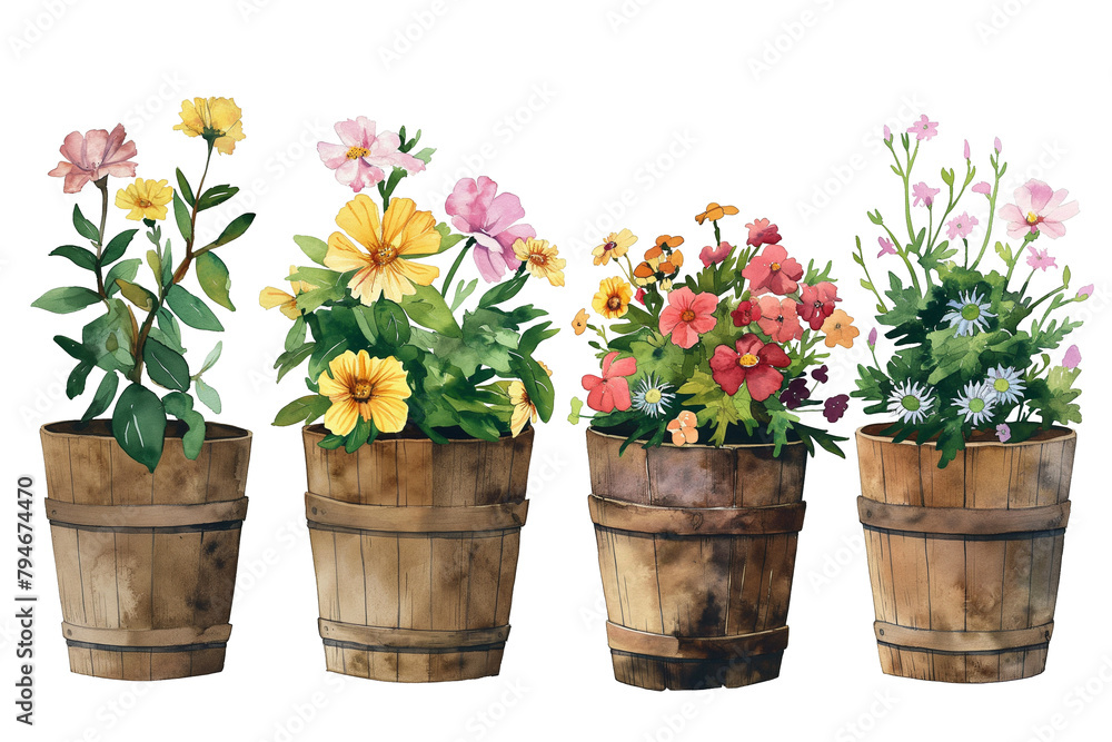 Watercolour flowers in wooden pots isolated on a transparent background