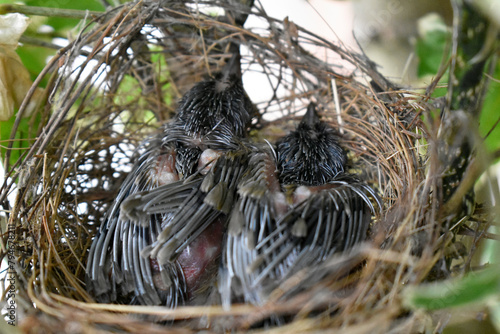 Two sparrows with complete feathers and strong wings ready to leave the nest on the palm trees. 