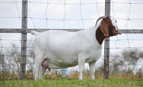 Beautiful female Boer Goats on the farm	
