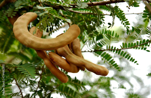 Appetizing golden yellow tamarind on a small branch and small green leaves in the park.