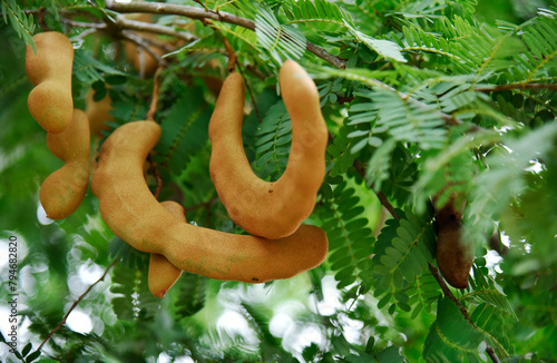 Appetizing golden yellow tamarind on a small branch and small green leaves in the park.