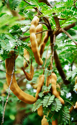 Appetizing golden yellow tamarind on a small branch and small green leaves in the park.