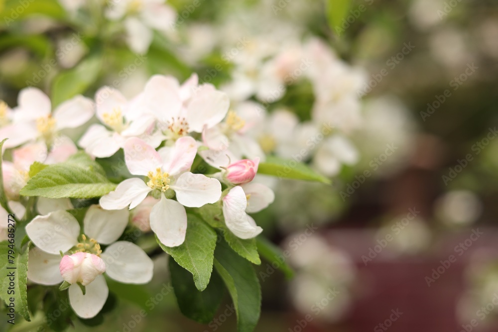 Apple tree with beautiful blossoms outdoors, space for text. Spring season