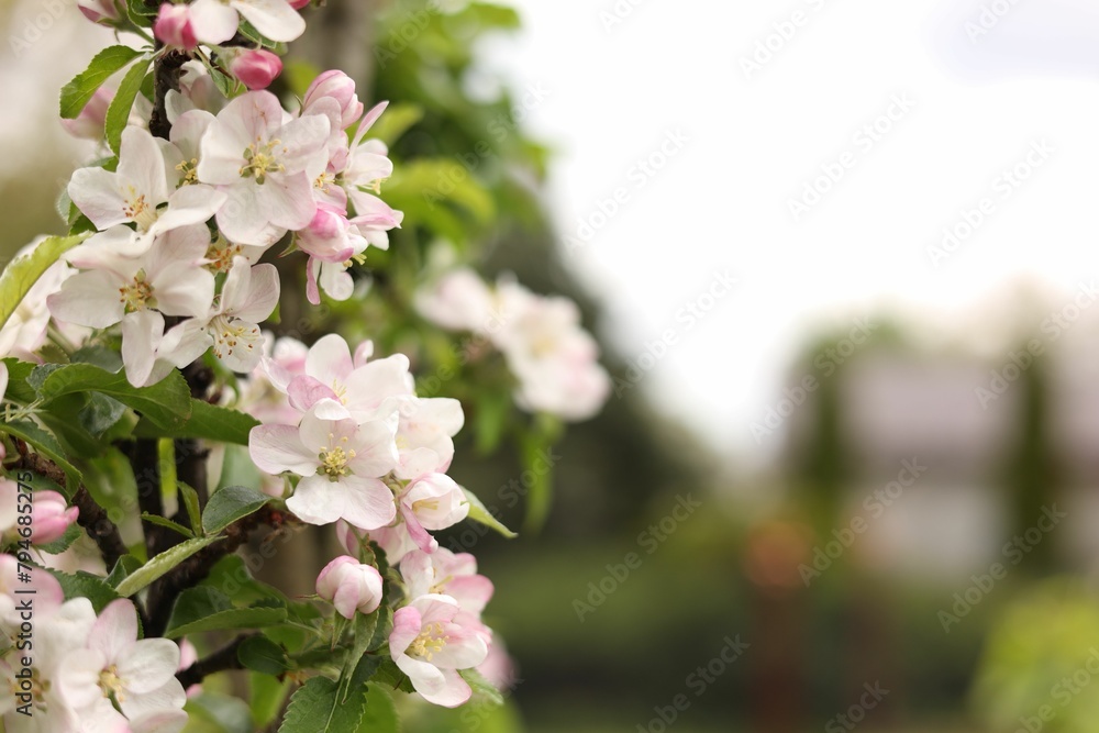 Obraz premium Apple tree with beautiful blossoms outdoors, space for text. Spring season