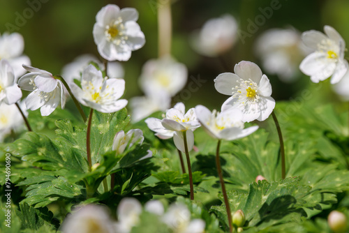                                                                          Beautiful Golden thread  Coptis quinquefolia  Ranunculaceae  flowers.                                                     2022   4                                                                                                                                                                                                                                         