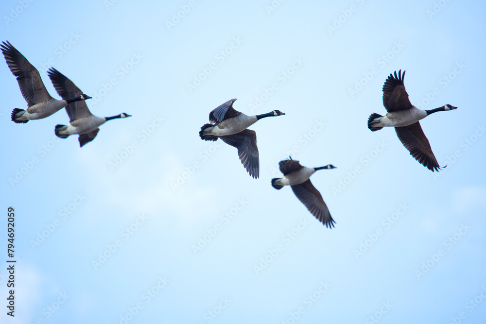 Group of Canada geese in flight in South Windsor, Connecticut.