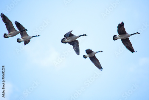 Group of Canada geese in flight in South Windsor, Connecticut.