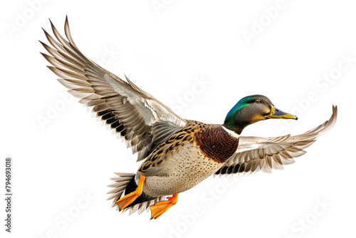 A mallard duck captured mid-flight