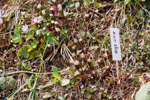 美しいヒトリシズカ（センリョウ科）の花。
Beautiful Hitorisizuka Chloranthus japonicus (Chloranthus quadrifolius, Chloranthaceae) flowers.
日本国神奈川県相模原市の里山にて。
2022年4月撮影。

神奈川県の郊外にある美しい里山。
丘の周囲には貴重なカタクリの群生がある。
その他にもホウキモモやミツマ photo