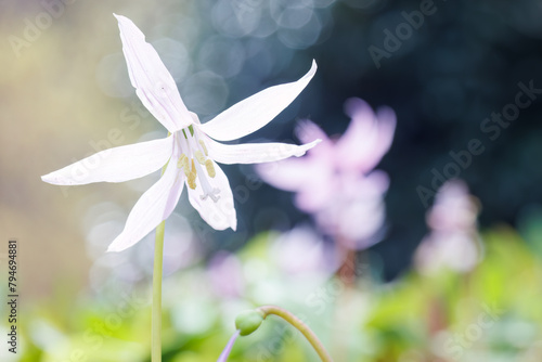 美しいシロバナカタクリ（ユリ科）の花の群生。
1万本に1本と言われる貴重なアルビノ種です。
Beautiful White Dogtooth violet (Erythronium japonicum f. leucanthum, Liliaceae) flowers.
日本国神奈川県相模原市の里山にて。
2022年4月撮影。

神奈川県の郊外にある美しい里山。
丘の周囲には貴重なカタクリの群生
 photo