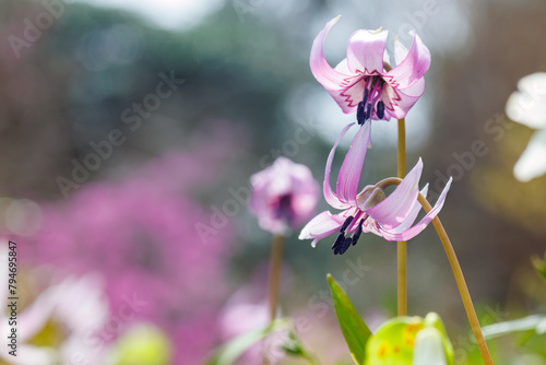 美しいカタクリ（ユリ科）の花の群生。
Beautiful Dogtooth violet (Erythronium japonicum, Liliaceae) flowers.
 photo
