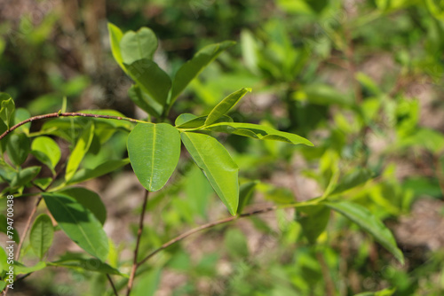 Wallpaper Mural coca leaves Torontodigital.ca