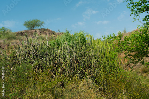 Thhor , Euphorbia caducifolia, the mascot of Thar desert, this multi-stemmed plant is often termed as cactus. Rao Jodha Desert Rock Park, Jodhpur, Rajasthan, India. Near the historic Mehrangarh Fort.