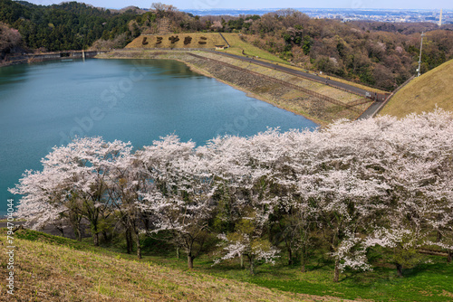 湖畔で満開に咲く美しいソメイヨシノ（バラ科）の花の木。
Beautiful Someiyoshino sakura (Cerasus x yedoensis, cherry blossom, Rosaceae) flowering trees in full bloom by the lake.
日本国神奈川県相模原市の里山にて。
2022年4月撮影。

神奈川県の郊外にある美しい里山。
丘の周囲 photo