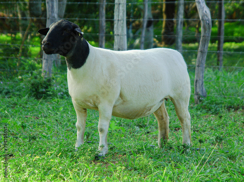 Female dorper ram very awarded in Brazil. The Dorper is a breed developed in South Africa