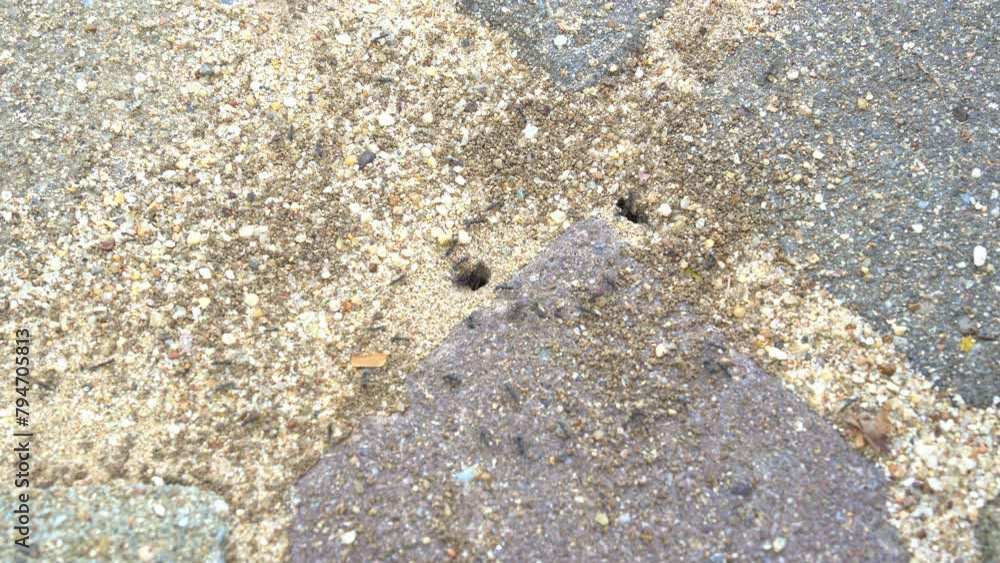 The black ants in and out of the nest under the pavement. The black ants in and out of the nest under the pavement.