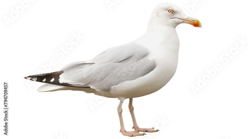 Wildlife, seagull isolated on a white background, aquatic animal