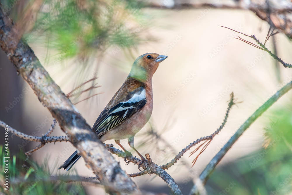 Common chaffinch, Fringilla coelebs, sits on a tree. Common chaffinch in wildlife.