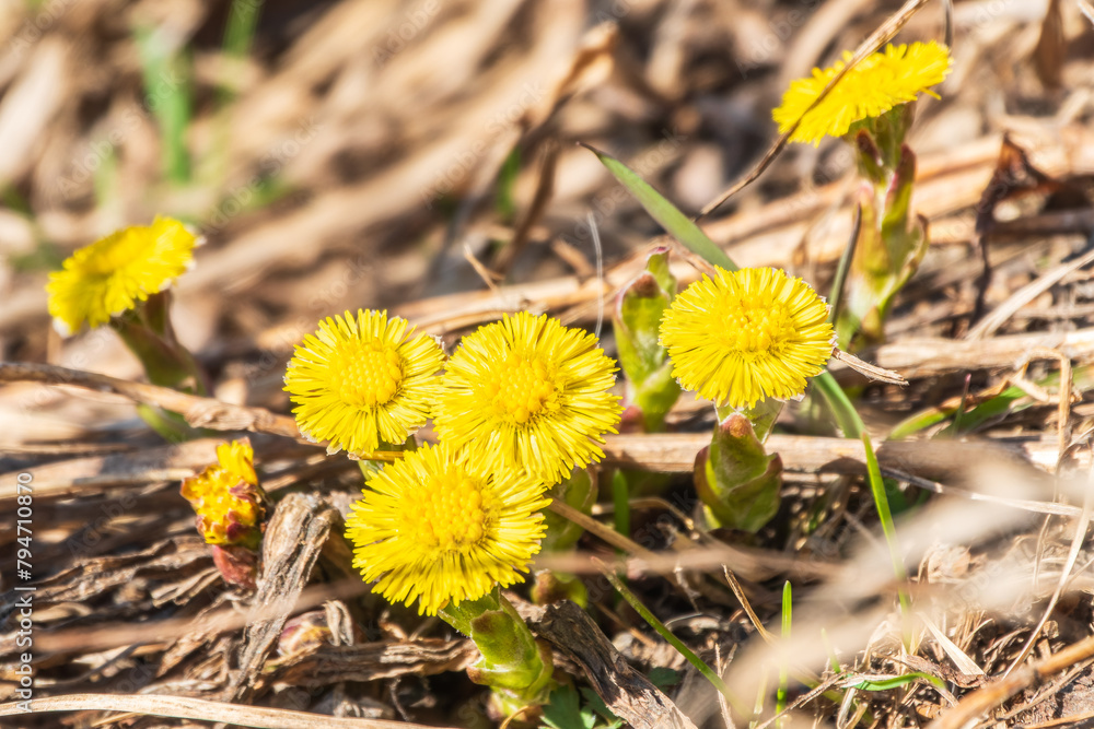 The spring primroses. The bright yellow flowers of coltsfoot in the sunshine. The spring primroses. The bright yellow flowers of coltsfoot in the sunshine.