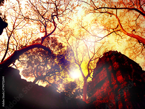 Mysterious  old ceiba tree on colorful sky background. Looking up. Angkor Wat, Angkor, Siem Reap, Cambodia photo