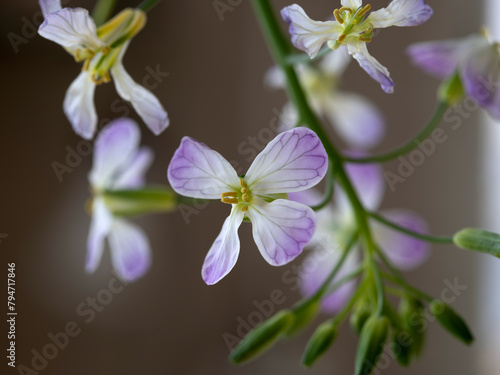 white and purple daikon raddish flower