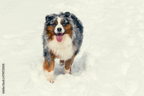 An Australian Shepherd (or Aussie) runs along a snowy path on a winter walk.