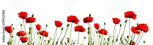 Red Poppy Flowers 