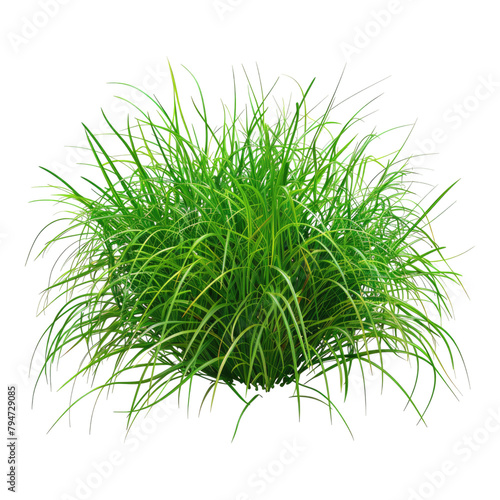 Green gras of sea isolated on transparent background photo