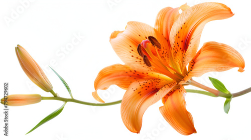 Orange tiger lily isolated on white background, Flower bud of the daylily. Isolated on white, Tiger lilies on white background ,  lily flower on white background, Flat lay, top view