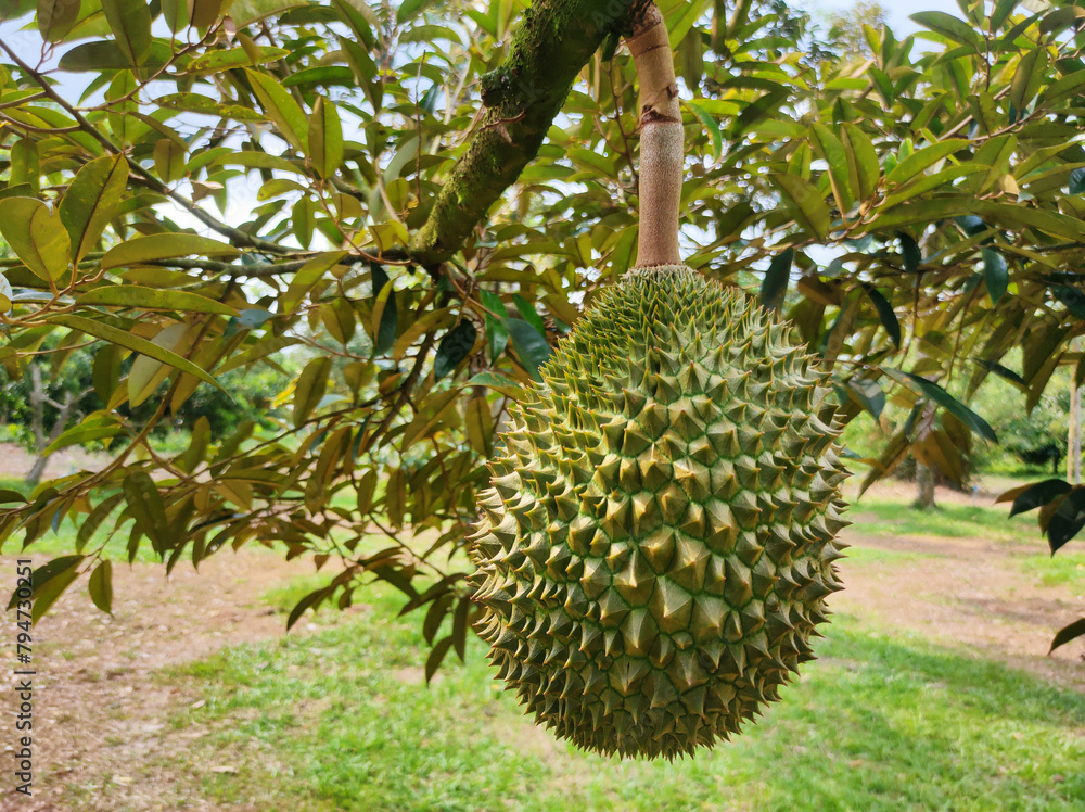 Durians on the tree plantation orchard .fresh durian fruit on tree King of fruit in the tropical area in Chanthaburi Thailand. Durians on the tree plantation orchard .fresh durian fruit on tree King of fruit in the tropical area in Chanthaburi Thailand.