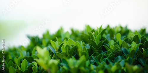 Closeup of beautiful nature view green leaf on blurred greenery background in garden with copy space using as background cover page concept. © Montri Thipsorn